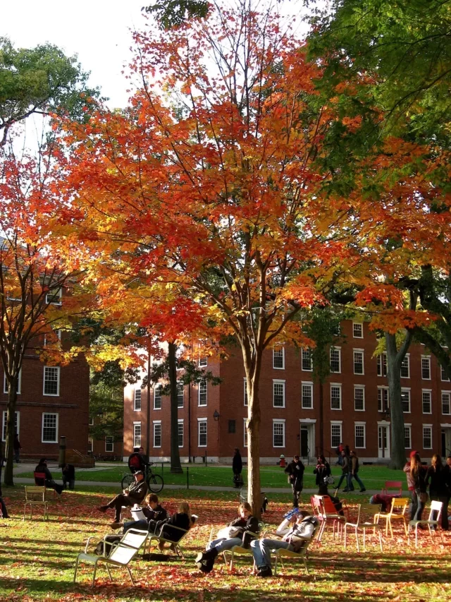 Harvard Yard